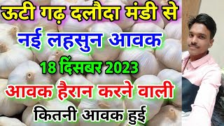 दलौदा मंडी आज की नई लहसुन की आवक 18 दिसंबर 2023 new garlic arrival daloda new ooty garlic arrival [upl. by Childs]