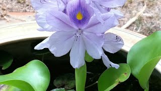 240Water hyacinth plant grow and propagation in detail [upl. by Ynoep]