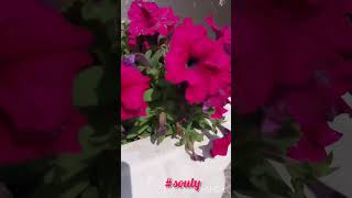 SURFINIA souly flowers shortvideos [upl. by Leirda]