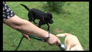 TierTv Klasse Rasse Im Portrait der Labrador Retriever [upl. by Maye]