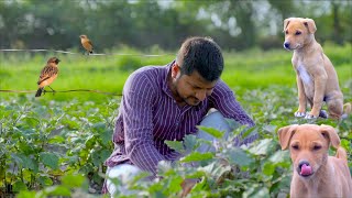 Indian Rural Life  Delicious Food and Beautiful Nature [upl. by Dorolisa]