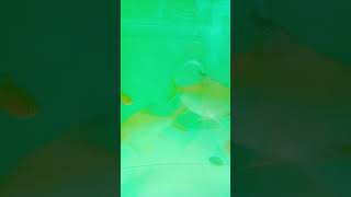 shortvideo ikanhias viral fishingvideo [upl. by Lizette]