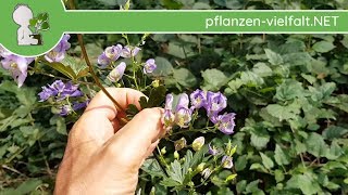 Blauer Eisenhut Aconitum napellus  290818  Giftige Wildpflanzen erkennenbestimmen [upl. by Ettesyl]