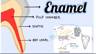 Oral histology lec2  part 1 Tooth development [upl. by Enomsed]