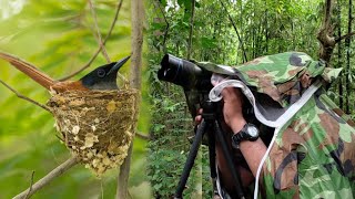 unknown facts about indian paradise flycatcherদুধরাজ পাখিflycatcher indian nest [upl. by Aneram]