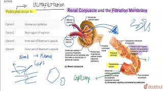 Podocytes occur in [upl. by Nahtad168]