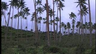 Taveuni Island Fiji [upl. by Yluj]