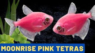 The Pinkest Tetra The Glofish Moonrise Pink Tetra Gymnocorymbus ternetzi [upl. by Areek]