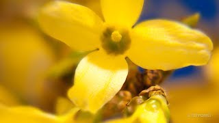 Forsythia Time Lapse [upl. by Ilenay483]