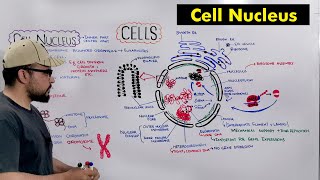 Cell Nucleus quotStructure and Functions of Nucleusquot Detailed Series [upl. by Nyhagen472]