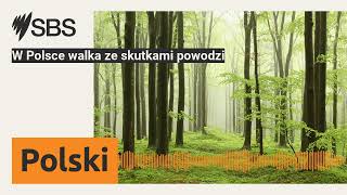 W Polsce walka ze skutkami powodzi  SBS Polish  SBS po polsku [upl. by Adyahs]