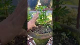 Marigold Pinching Saypatri shortsvideo shortsviral gardening [upl. by Keheley]