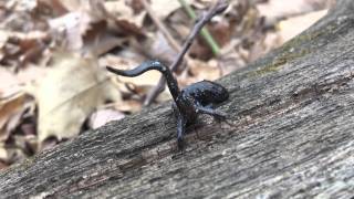 Blue spotted salamander Unken reflex [upl. by Ahsoik]