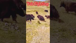 Yak Fight l Yak Breed l ViralYak shorts facts trending ytshorts [upl. by Agnola]