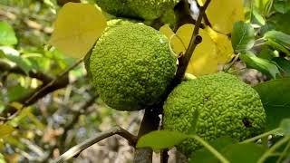 Maclura pomifera [upl. by Sessilu]