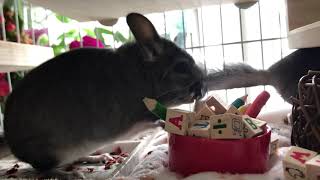 Chinchillas playing chinchilla youtubevideo cute [upl. by Nnylirak]