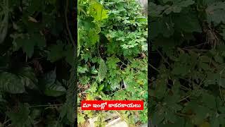 Bitter Gourd from Our Houseమా ఇంట్లో కాకరకాయలు [upl. by Eiahpets]