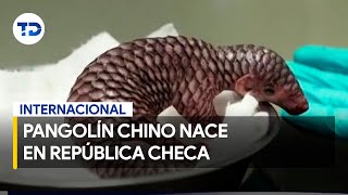 Nace ejemplar de pangolín chino en zoológico de República Checa [upl. by Nej]