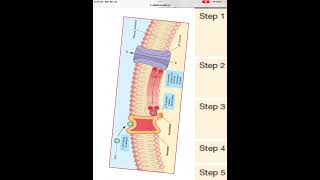 Muscarinic ACh receptor [upl. by Asel975]