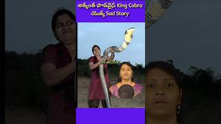 longest King Cobra ever lived  kingcobras factsintelugu factsshorts telugufacts [upl. by Elocim314]