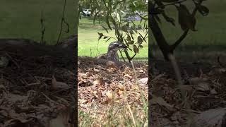 Curlew bird [upl. by Elodea44]