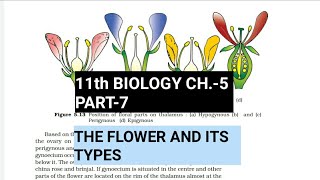 Class 11 BiologyCh5 Part7The FlowerStudy with Farru [upl. by Yuzik]