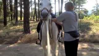 Smart Pad amp Parelli Saddle System helps gaited horse move better [upl. by Susan876]