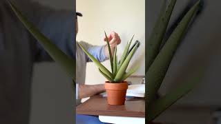 Can you 3D print real plants [upl. by Ahsimin]