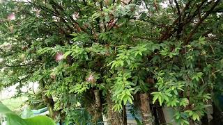 Como cultivar Caliandra rosa Calliandra brevipes [upl. by Pandora]