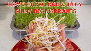 🌱How to Grow Long amp Juicy Mung Bean Sprouts in a Jar [upl. by Nytsirc463]