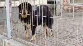 Tibetan mastiff  DoggyVlogs 🦁2 [upl. by Natala]