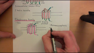 G Protein Coupled Receptors Part 1 [upl. by Skrap478]