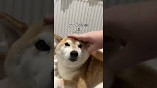 Chipi Chapa Doge is STINKY meme cutenessoverload doge shibainu [upl. by Adey669]