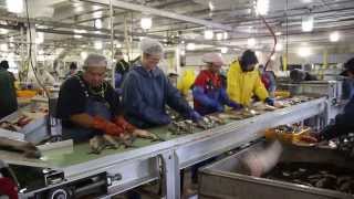 Processing salmon fish at the local Petersburg Cannery in Alaska [upl. by Harvison]