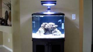 Biocube 29 HQI Saltwater Tank [upl. by Vitia397]