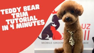 TEDDY BEAR HAIRCUT TUTORIAL IN 4 MINUTES [upl. by Addia]