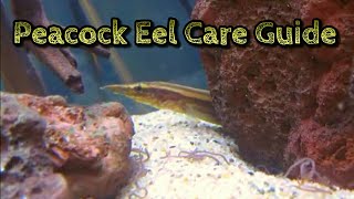 Peacock Eel Care amp Information Spiny Eel Care  Freshwater Eel Care [upl. by Otreblanauj]