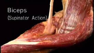 biceps supinator actıonwmv [upl. by Annahael939]