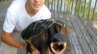 How to properly hold a Snapping turtle [upl. by Lacagnia378]