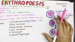 Erythropoesis  Physiology  Sites and Stages [upl. by Udenihc]