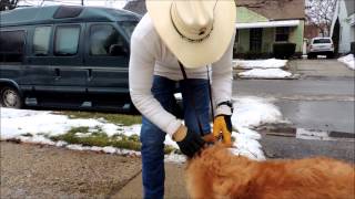 Using the SafeCalm Dog Training Collar on Dominant or Difficult Dogs  Dog Whisperer BCHUCK MCDBRIDE [upl. by Kozloski]