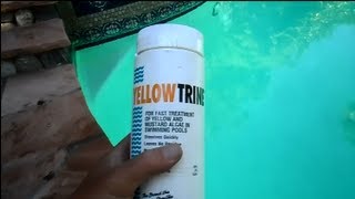 Yellowtrine Algae Treatment [upl. by Alikam365]