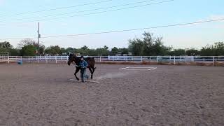 Class 37  In Hand Trail  Scottsdale Saddle Club  Summer Series  August 2023 Horse Show [upl. by Kamal51]