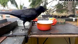 Interesting Crow Vocalizations crow sounds [upl. by Ximena]