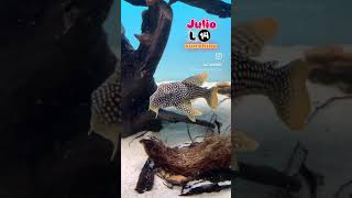 Julio pleco L14 sunshine trending fish shortvideos comedy shortsvideo shorts love pets [upl. by Adnima205]