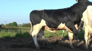 Vaches PrimHolstein  La traite  Charmont sB 10 [upl. by Loralie]