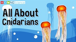 All About Cnidarians [upl. by Yelahc]