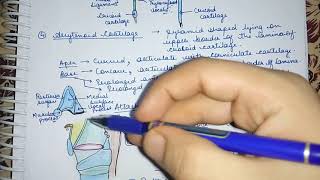 Larynx Arytenoid Cartilage Easy Explaination Lec6 [upl. by Diogenes]