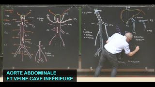 Anatomie de laorte abdominale et de la veine cave inférieure Abdomen 8 [upl. by Etnuahc]