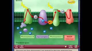 Photosynthetic Electron Transport and ATP Synthesis [upl. by Macmullin]